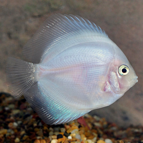 S.discus   Discus snow white 6-7 cm